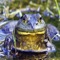 The American bullfrog (Lithobates catesbeianus or Rana catesbeiana), often simply known as the bullfrog in Canada and the United States, is an aquatic frog, a member of the family Ranidae, or “true frogs”