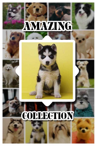 Dog Catalog HD - Photo Gallery & Wallpapers of Dog Breads FREE screenshot 3