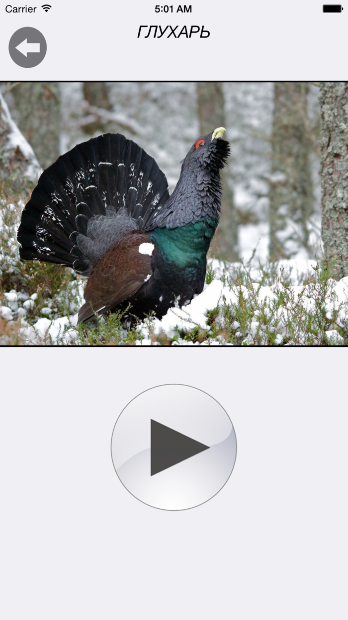 Птицы России - золотые голоса родной природы free version