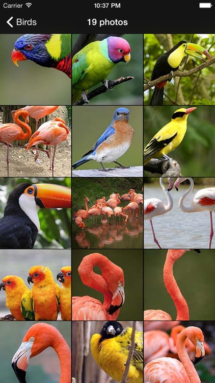 Unique Bird Wallpapers: Stunning Ornithological Backgrounds screenshot-4