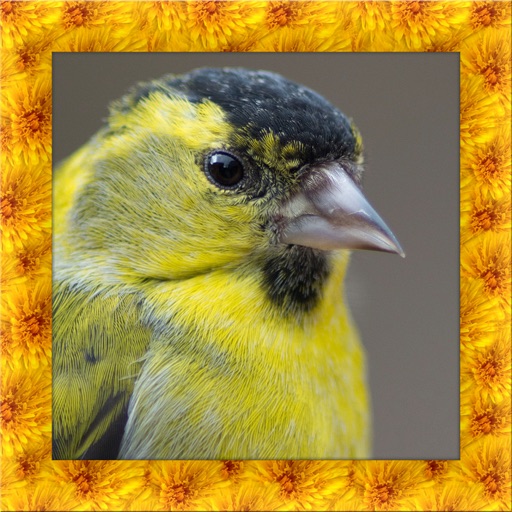 Goldfinch Simulator 3D icon