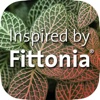 Fittonia