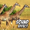Animal Sounds Effect+