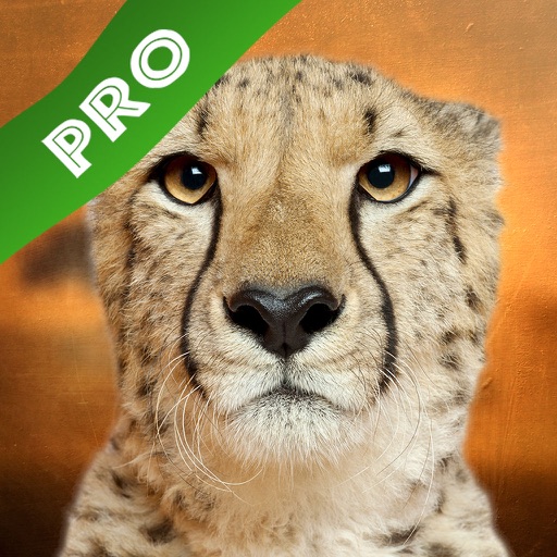 Play with Wildlife Safari Animals Sound game Game photo for toddlers and preschoolers iOS App