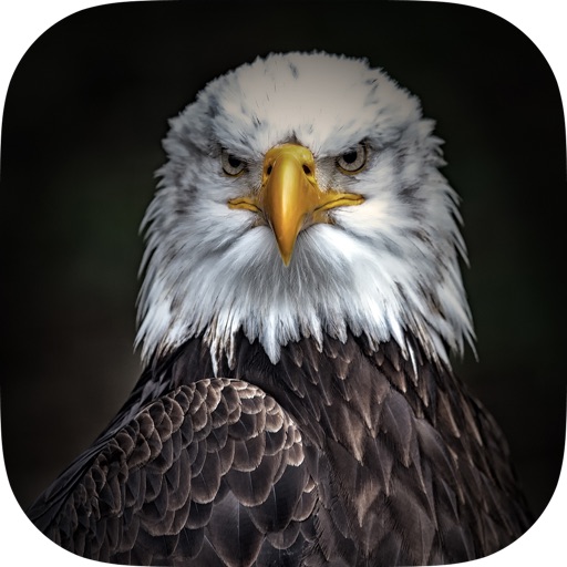 Animal Wallpapers, Themes & Backgrounds - Free Animals HD Retina Images iOS App