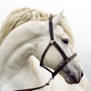 Horse Breeds Guide