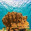 Top Coral Reefs