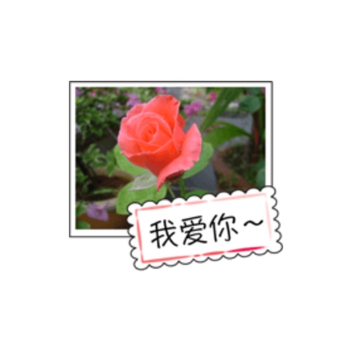 花的祝福贴纸，设计：wenpei