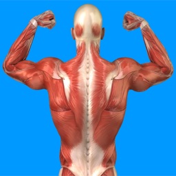 Human Muscular System Quiz