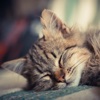 Sleeping Cat Wallpapers HD-Quotes and Art Pictures