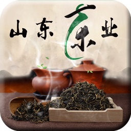 山东茶业