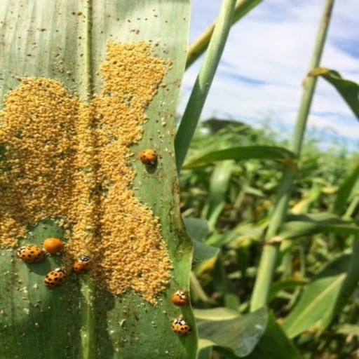 Sugarcane Aphid Decision Aid