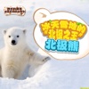 奇妙的朋友萌萌百科动物系列：冰天雪地的“北极之王” 北极熊