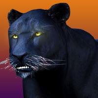 Deadly Black Panther - WIld Animal Simulator 3D