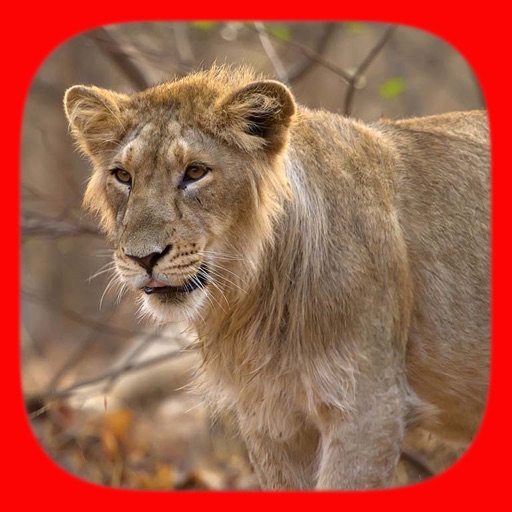 Animal Sounds Pro For Kids and Toddlers Education iOS App