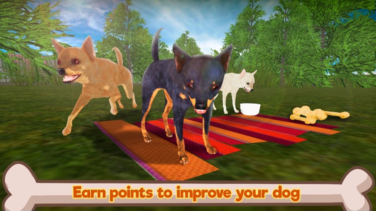 Chihuahua Dog Survival Simulator 3D screenshot-3