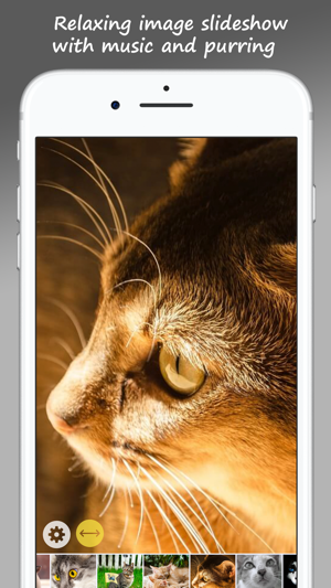 MeowPix: Relaxing Cat Slideshow with Music(圖2)-速報App