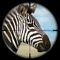 Zebra Hunting is a wild hunting simulator