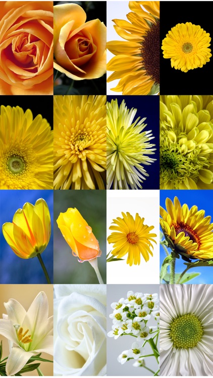 Flower Wallpaper Pictures HD And Background Themes screenshot-4