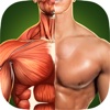 Human Anatomy 3D Pro - Bodybuilding Workout