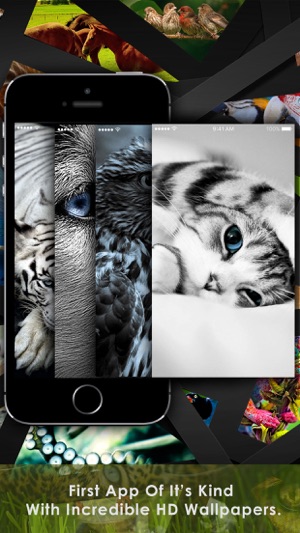 Cool Animals HD Awesome Themes & Wallpapers(圖3)-速報App