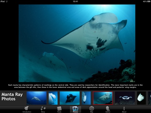 Manta Rays HD screenshot 4