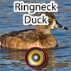 Real Ringneck Duck Calls & Sounds