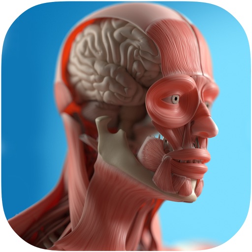 Anatomy Game Anatomicus Icon