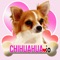 Chihuahua io