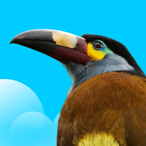 Birds Of Ecuador icon