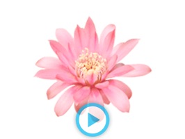 ●●●GRAB IT NOW