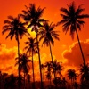 Palms Wallpapers HD-Quotes and Art Pictures