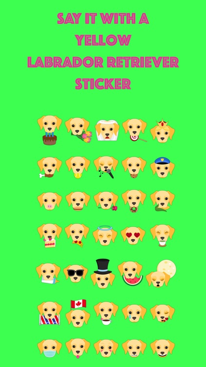 Yellow Labrador Retriever Stickers