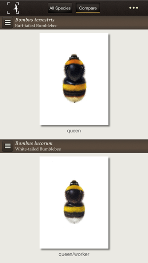 British & Irish Bumblebees(圖2)-速報App