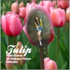 Tulip Photo Frames 3D Wallpaper Picture Collection