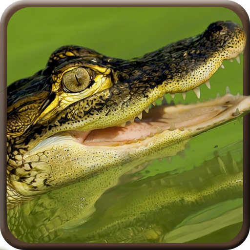 American Alligator Black Water Attack Shoot Pro iOS App