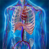 Human Anatomy Position - TRAN PHUONG