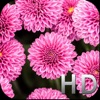 Icon Pink Flowers HD WallPapers & Background Free