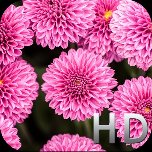 Pink Flowers HD WallPapers & Background Free iOS App