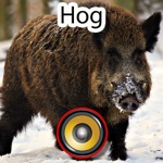 Real Hog Hunting Calls  Sounds