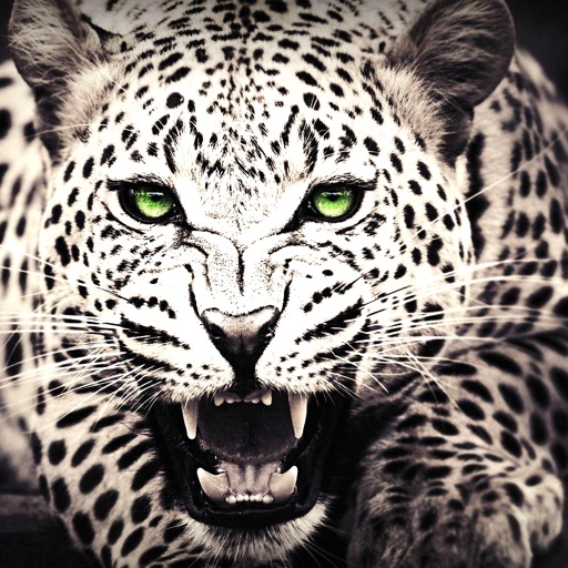 white cheetah wallpaper hd