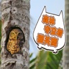 奇妙的朋友萌萌百科动物系列：森林守卫者 猫头鹰