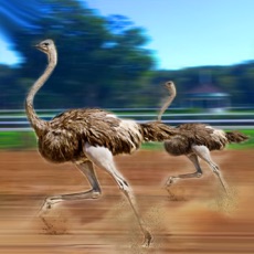 Activities of Ostrich Racing 3D Simulator