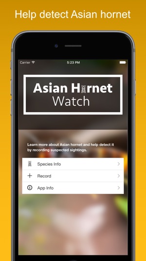 Asian Hornet Watch