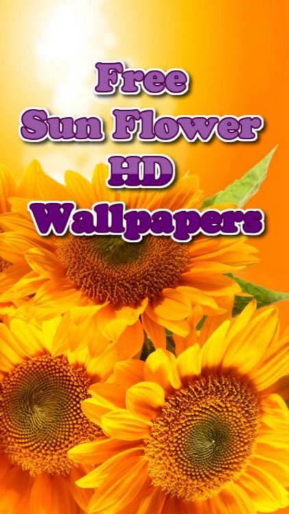 Sunflower Wallpapers