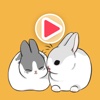 Little Cute Rabbit Animated!