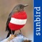 *** Diese App beschreibt im Detail alle 430 als heimisch deklarierten Vogelarten Österreichs inkl
