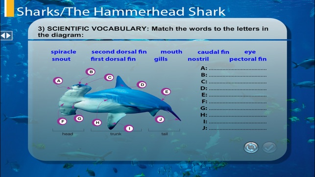 TheHammerheadShark