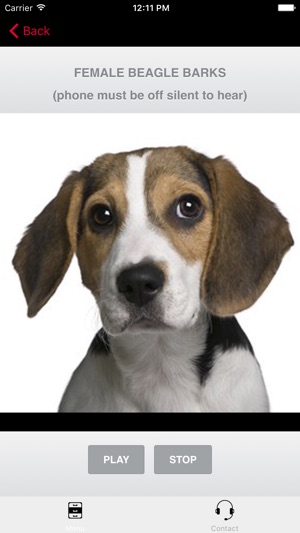 Beagle Sounds & Dog Barking