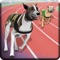 Test your dog racing strategy on a dangerous, full of hurdles and curved track now